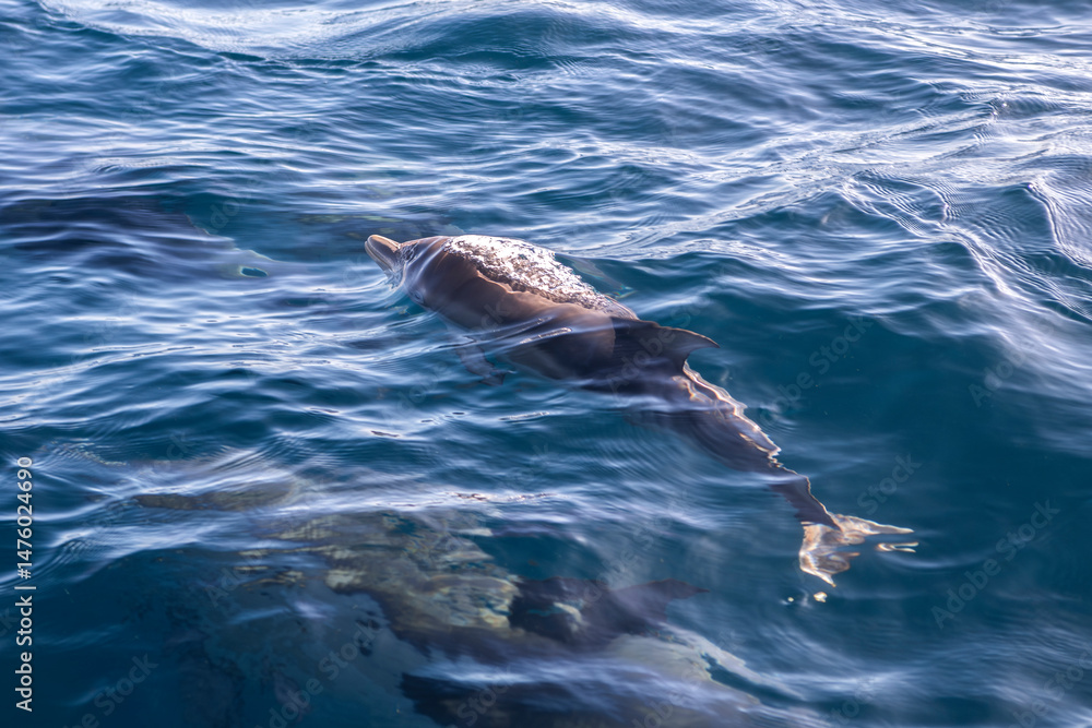 Naklejka premium Dolphins drift just below the smooth ocean surface along the Australian coastline.
