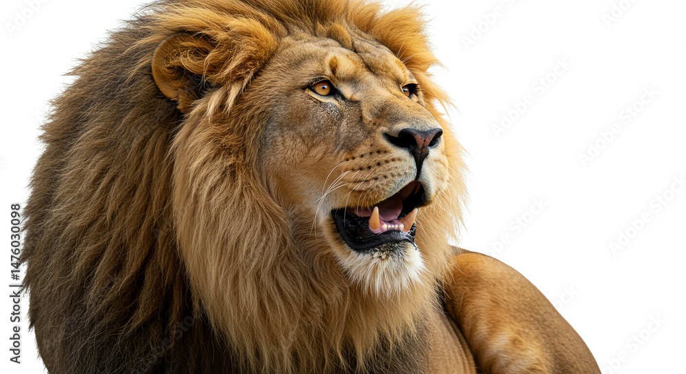 Obraz premium Majestic Lion Portrait Isolated on White