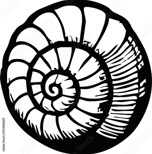 A black and white sea shell illustration line art of a coloring page