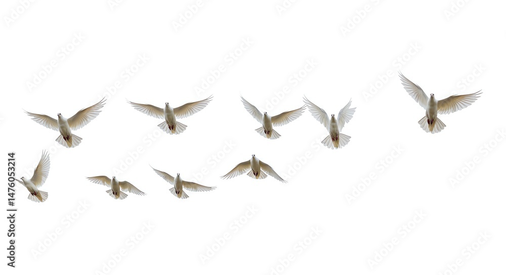 Obraz premium White Doves Flying on White Background