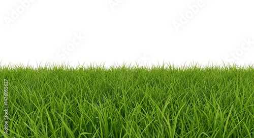 Fototapeta Naklejka Na Ścianę i Meble -  Green Grass Lawn Background
