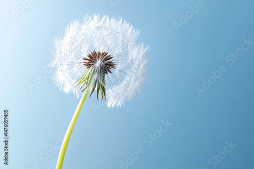 Wallpaper Mural Single dandelion seed floating gracefully in sunlight against a clear blue background Torontodigital.ca