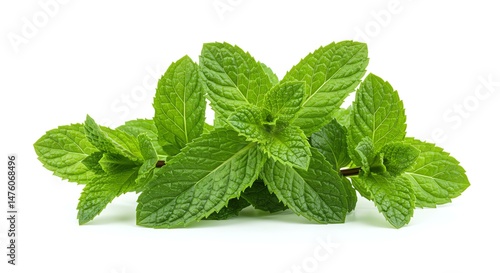 Fresh Mint Leaves on White Background