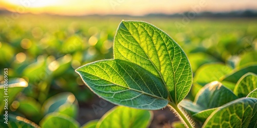 soybean leaf close-up in field , plant detail, selective focus,  plant detail, selective focus
