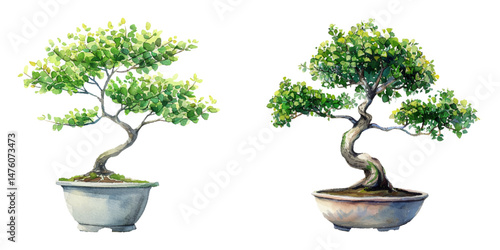 bonsai tree in pot watercolor vector illustration