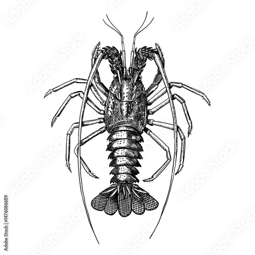 A detailed illustration of a spiny lobster. Vector graphic. Line art, engrave.
