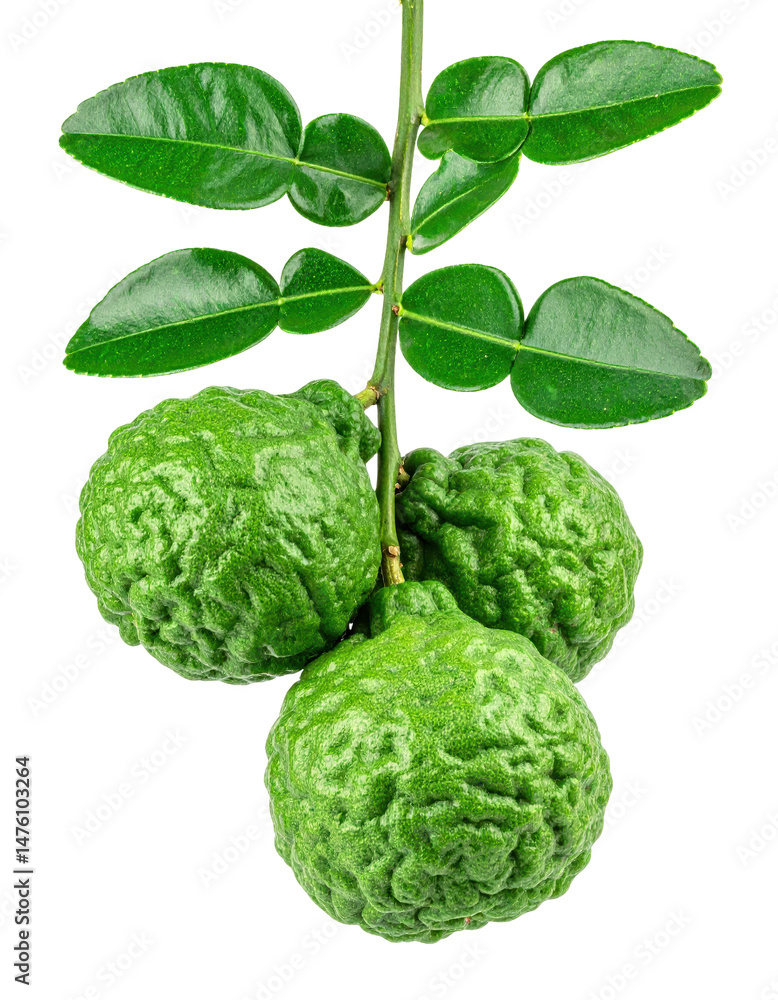 Three Green Bergamot Fruits with Leaves Isolated on Transparent Background Three Green Bergamot Fruits with Leaves Isolated on Transparent Background