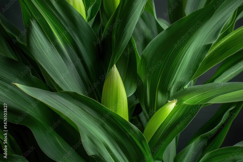 Obraz premium Close-up of Lush Green Corn Plant Leaves, Studio Shot, Minimalist Style, Showing Texture and Detail, Dark Background