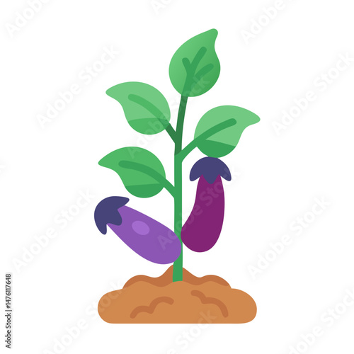 Eggplant plant growing in soil with green leaves vegetable