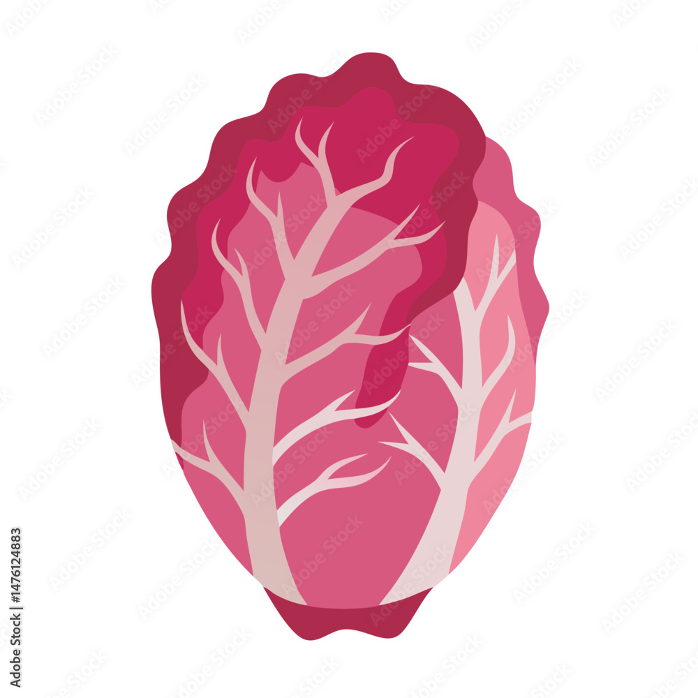 Obraz premium Minimalist vector illustration of a red radicchio vegetable on black
