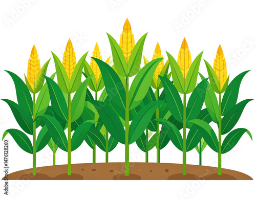 illustration of corn field with golden ears and green stalks on transparent background for agricultural and farming designs.