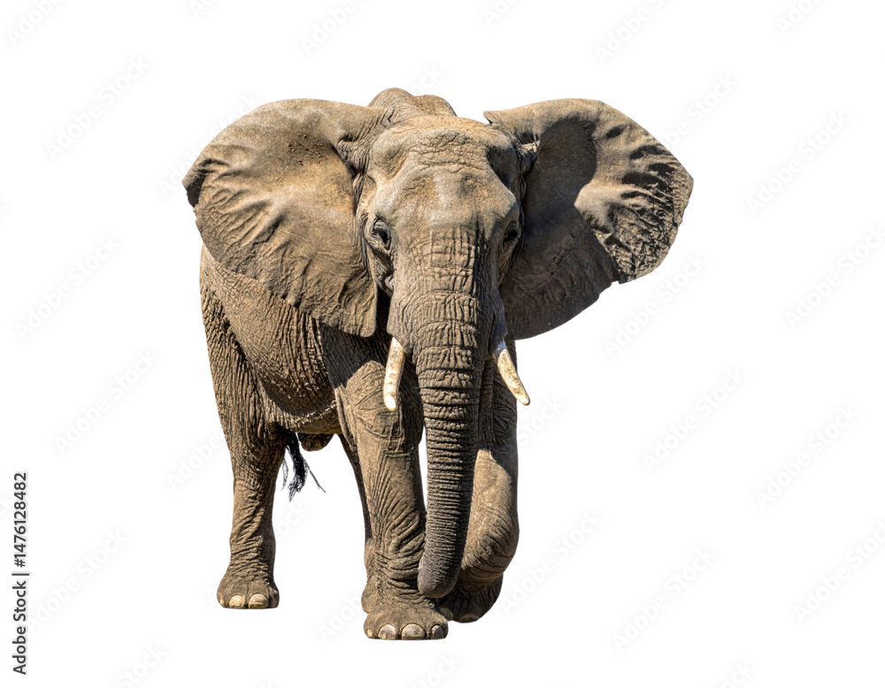 Obraz premium Majestic African elephant with tusks walking forward on transparent background, showcasing the power and grace of this endangered wildlife species perfect for conservation and nature content.