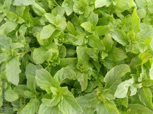 Wallpaper Mural fresh mint leaves Torontodigital.ca