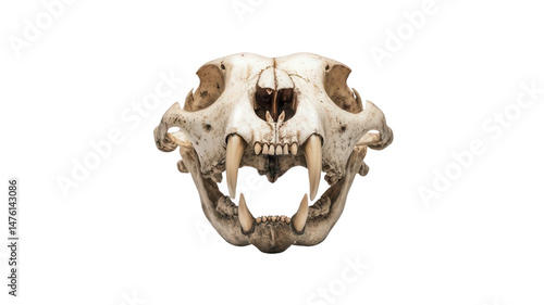 Detailed Lion Skull Isolated on White Background