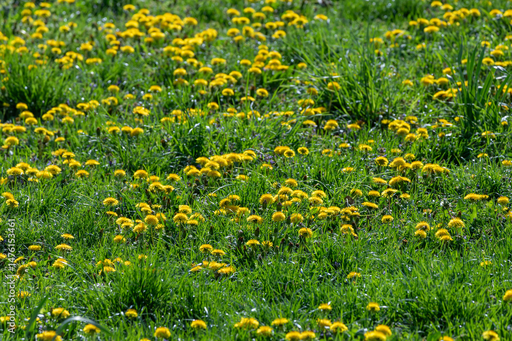 Obraz premium Bright Field of Yellow Dandelions on a Sunny Day