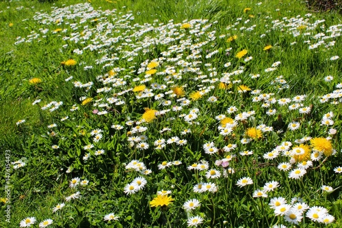 Field of daisies in spring bloom