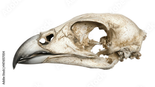 Realistic Skull of a Falcon Transparent Background