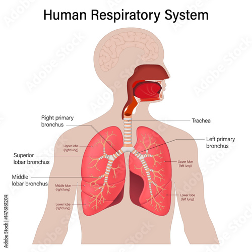 Human respiratory system. Lungs Anatomy. Trachea, Right lung and Left lung.