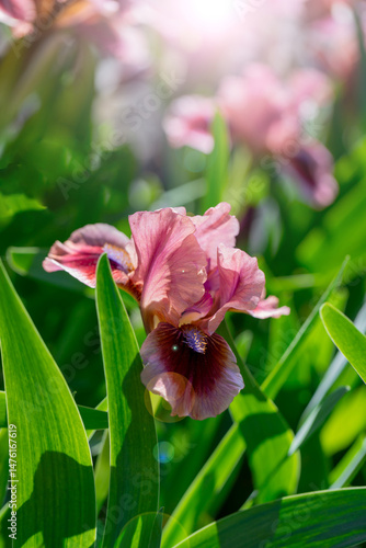 Pink Iris Flower Blooming Amidst Green Foliage in Sunlit Garden