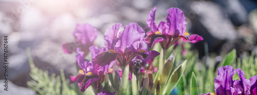 Vibrant Purple Irises in a Sunlit Garden With Green Foliage