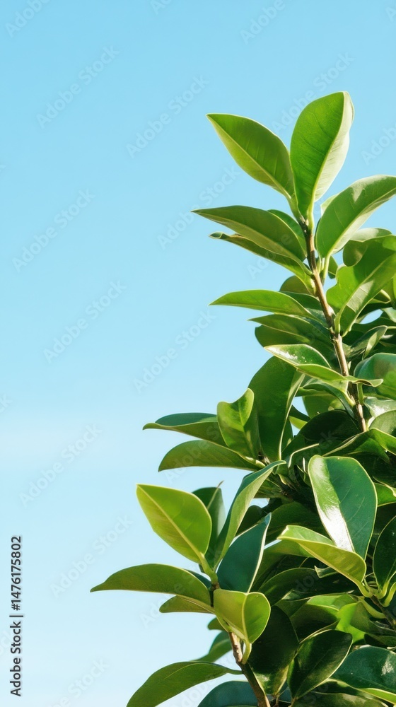 Obraz premium Lush green leaves against a vibrant blue sky