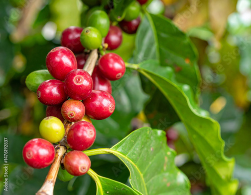 Wallpaper Mural Ripe and unripe coffee cherries are displayed on branch surrounded by vibrant green leaves, showcasing beauty of coffee cultivation and natural colors of fruit Torontodigital.ca