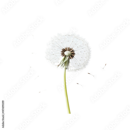 Wallpaper Mural Dandelion Seeds Dispersing in the Wind - Nature's Ephemeral Beauty Torontodigital.ca