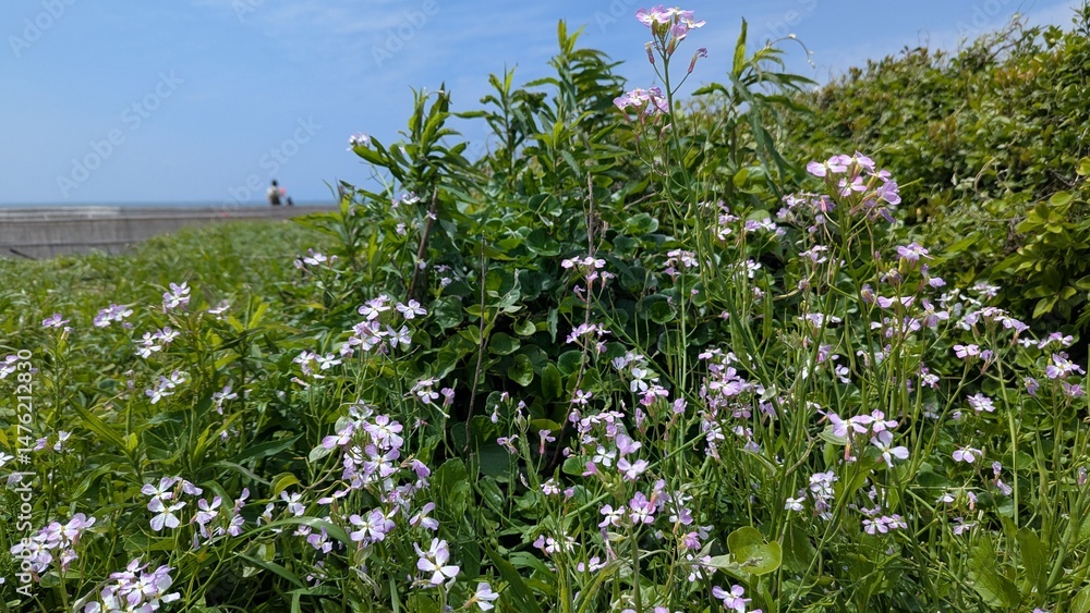 Fototapeta premium Japanese wild radish by the beach