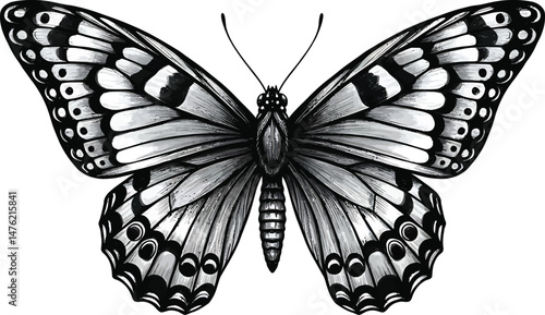 Monochrome Butterfly Illustration, Symmetrical Wings