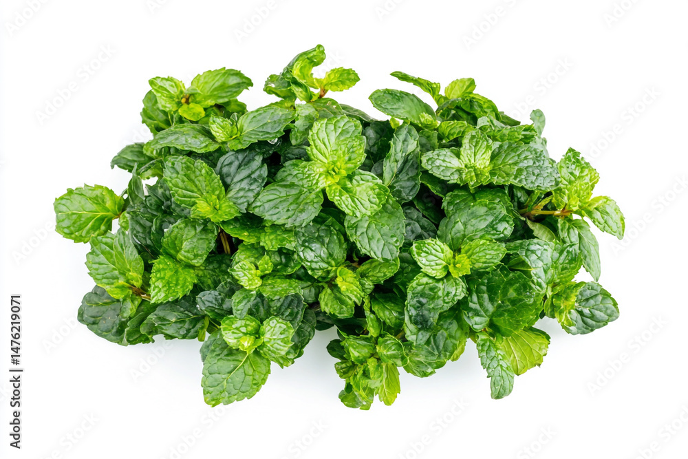 Obraz premium Fresh Green Mint Leaves Herbal Plant Ingredient