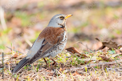 Wallpaper Mural The fieldfare is a common species of European thrush. Torontodigital.ca