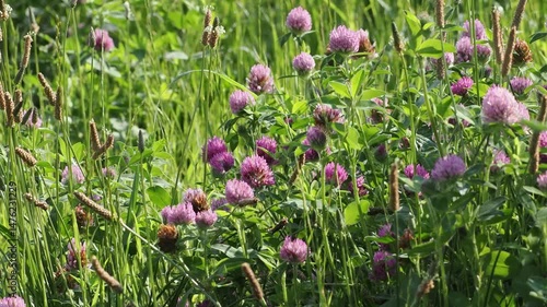 Wallpaper Mural 河川敷に咲いたムラサキツメクサの花 Torontodigital.ca