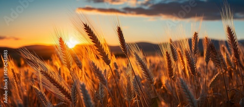Wheat field at sunset. Ears of golden wheat close-up. Beautiful Nature Sunset Landscape.