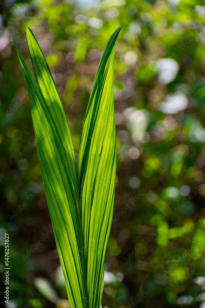 Fototapeta premium close up of green leaves