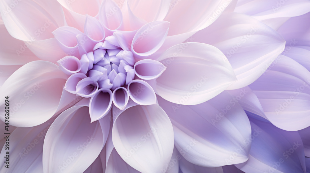 Obraz premium A close-up shot of a large flower petal featuring a soft lavender gradient, emphasizing delicate beauty.