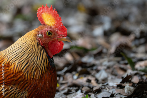 A close-up of a Sri Lankan junglefowl