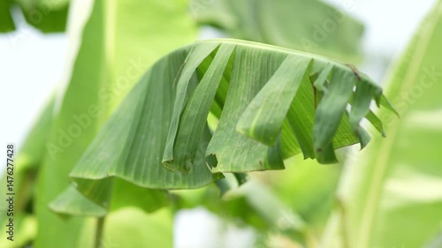nature green background