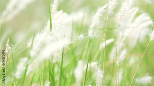 grass,green,nature,background,outdoor,landscape,field,summer,plant,environment,park,natural,meadow,spring,flora,fresh,garden,texture,leaf,eco,scenery,beautiful,lawn,sunny,ground,peaceful,season,organi
