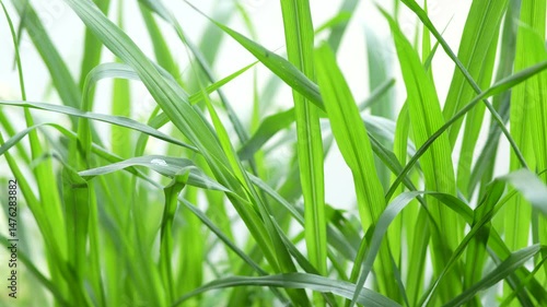 nature green background