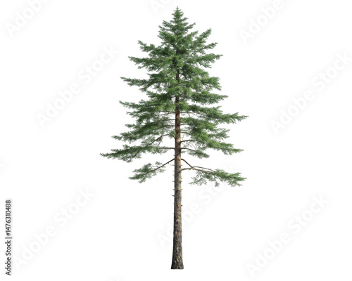 Lush Evergreen Tree Standing Tall Against a Transparent Background Showcasing Natural Beauty