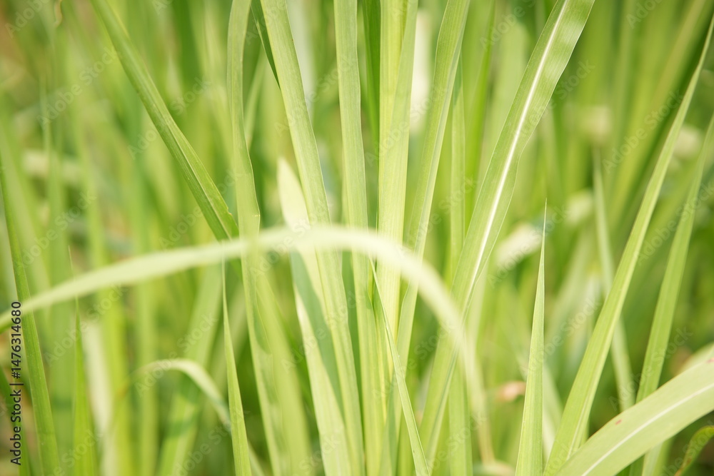 Obraz premium green grass background