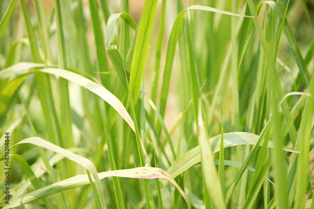 Obraz premium green grass background