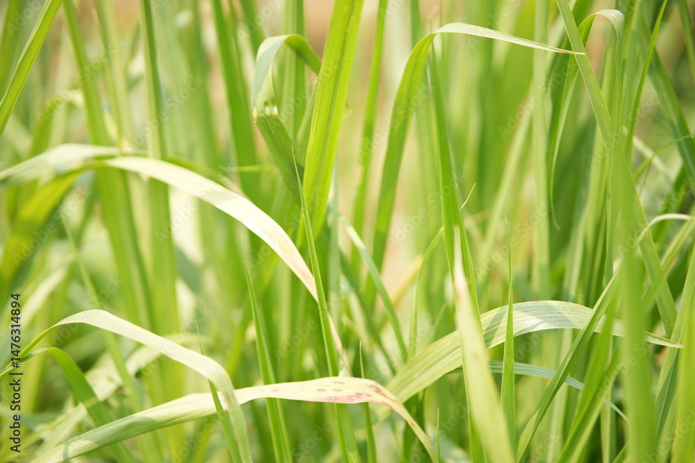 Obraz premium green grass background