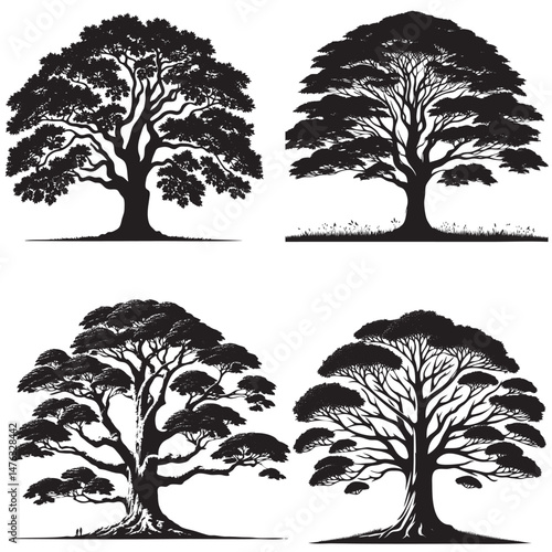 Sycamore Tree Silhouette