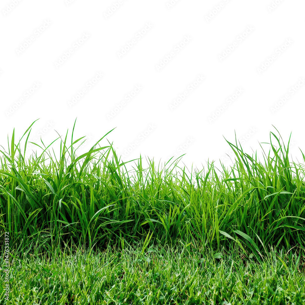 Fototapeta premium Lush green grass field with blades of grass detailed on isolated background