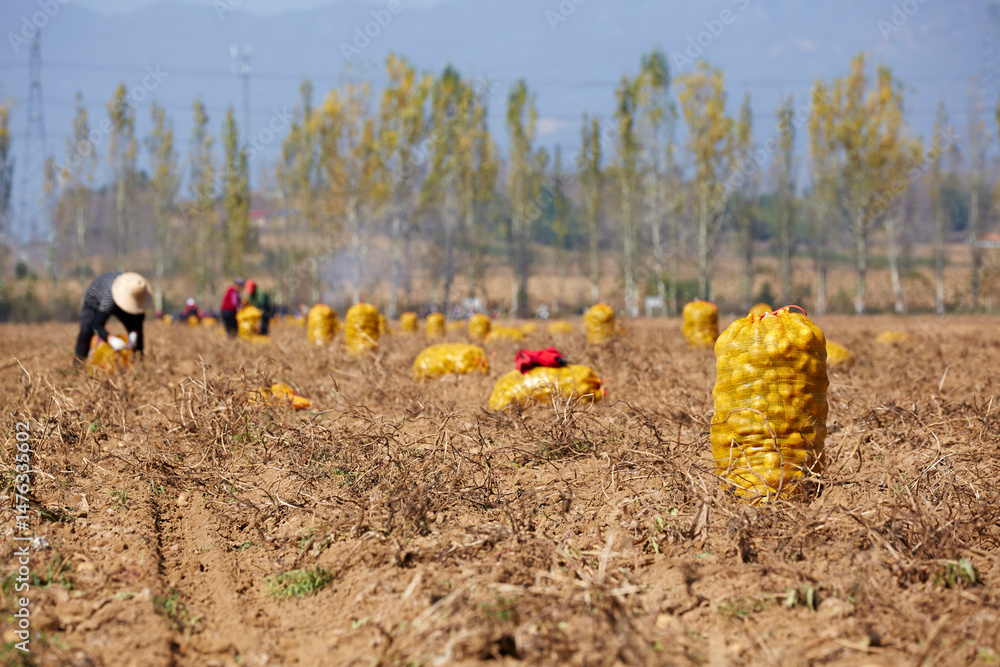 Obraz premium Shanxi potato field in autumn, harvest time, China