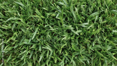 Dense patch of freshly cut Bermuda grass showcases vibrant green blades in sharp focus, bathed in soft natural light, highlighting its lush texture and color