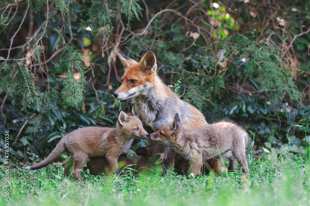 Fototapeta premium Fuchswelpen