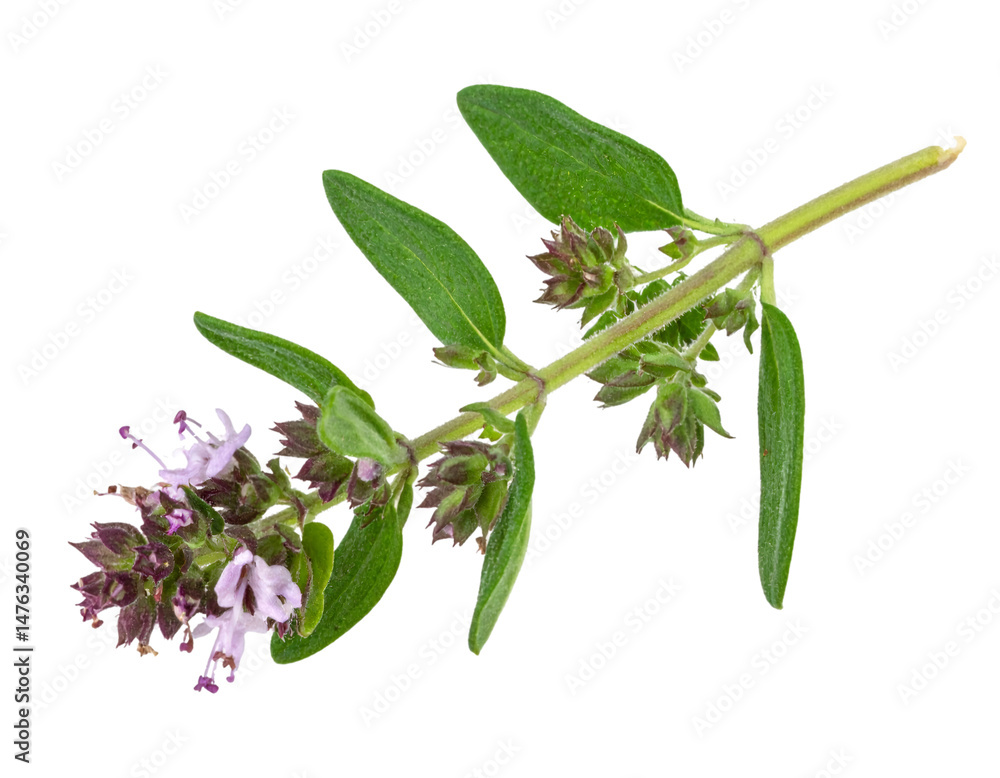 Obraz premium Sprig of Marjoram with Flowering Tips on Transparent Background