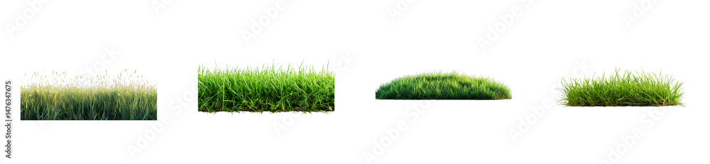 Fototapeta premium Assorted meadow grass elements, natural ground covers, cut out transparent